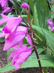 Bletilla striata