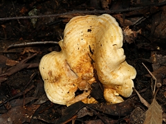 Multifurca stenophylla