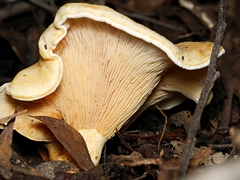 Multifurca stenophylla