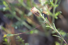 Rigiopappus leptocladus