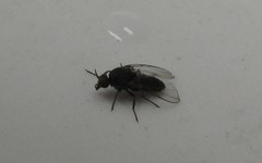 Austrosimulium