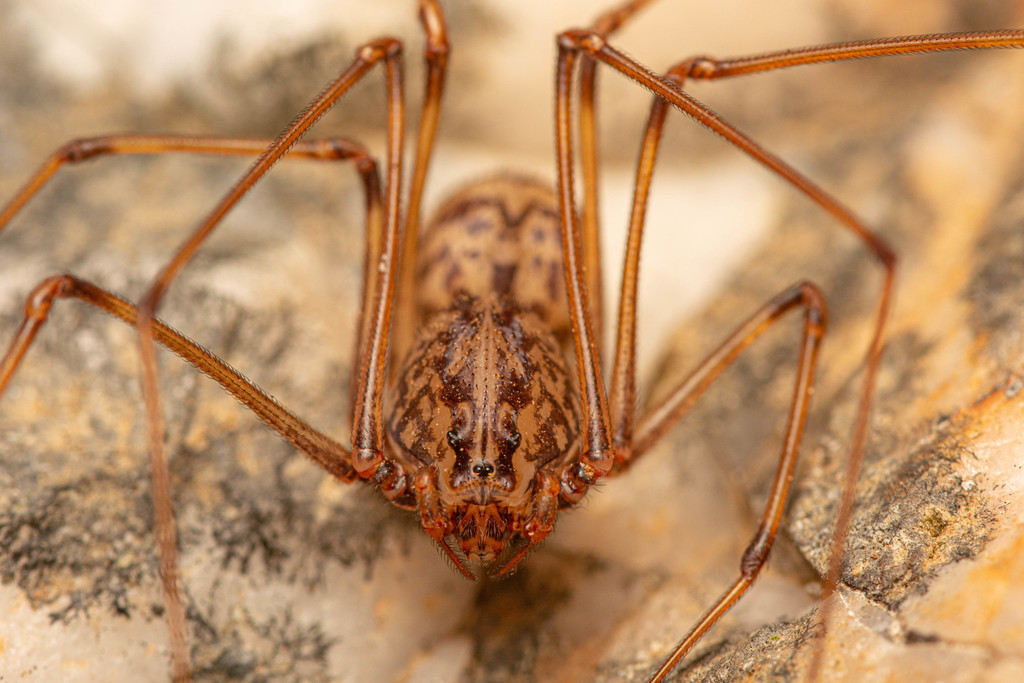 Scytodes arenacea