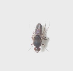 Austrosimulium