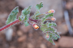 Camissoniopsis intermedia