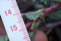 Camissoniopsis intermedia