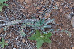 Camissoniopsis intermedia