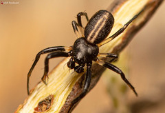 Hypsosinga lithyphantoides