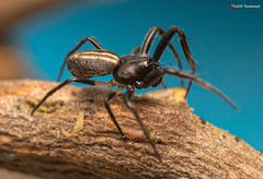 Hypsosinga lithyphantoides