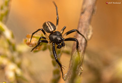 Hypsosinga lithyphantoides