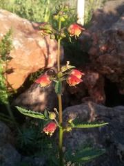 Scrophularia sambucifolia