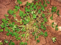 Trifolium suffocatum