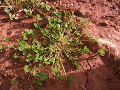 Trifolium suffocatum