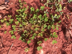 Trifolium suffocatum