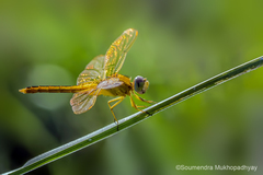 Crocothemis servilia