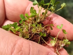 Trifolium suffocatum