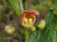 Scrophularia sambucifolia