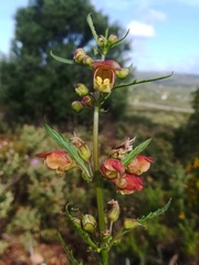Scrophularia sambucifolia