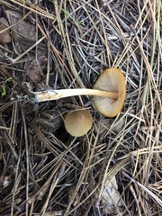 Entoloma holoconiotum