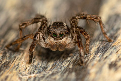 Stenaelurillus guttiger