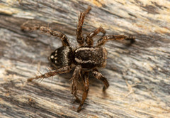 Stenaelurillus guttiger