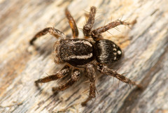 Stenaelurillus guttiger