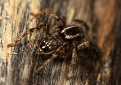 Stenaelurillus guttiger