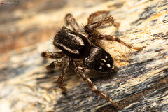 Stenaelurillus guttiger