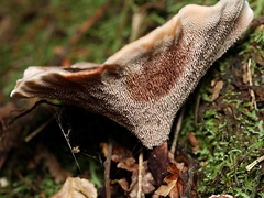 Hydnellum auratile