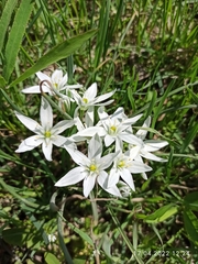 Ornithogalum navaschinii