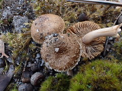Inocybe imbricata