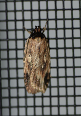 Agonopterix atrodorsella