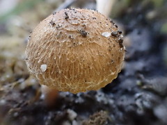 Inocybe imbricata