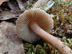 Inocybe imbricata