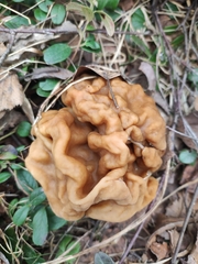 Gyromitra gigas