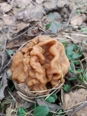 Gyromitra gigas