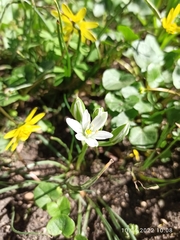 Ornithogalum navaschinii