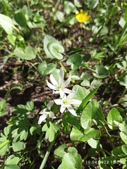 Ornithogalum navaschinii