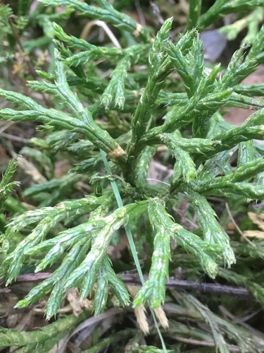 northern ground-cedar