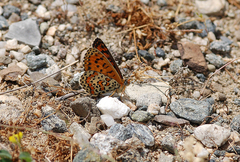 Melitaea trivia