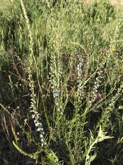 Anarrhinum bellidifolium