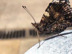 Vanessa atalanta