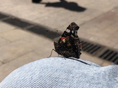 Vanessa atalanta