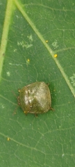 Megacopta cribraria