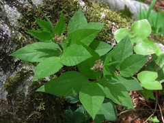 Vicia oroboides