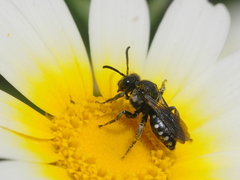 Ammobates oraniensis