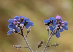 Myosotis decumbens