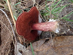 Boletus barragensis