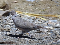 Streptopelia decaocto