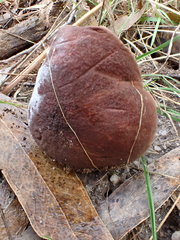 Boletus barragensis