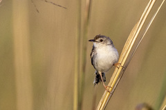 Cisticola luapula